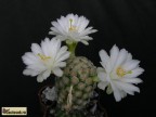 Mammillaria theresae f.albiflora