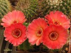 Notocactus  ottonis v.venclusianus