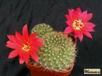 Rebutia grandiflora