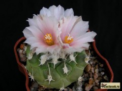 Turbinicarpus lophophoroides RS 622 Villa Juarez SLP