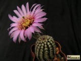 Купить кактус Echinocereus