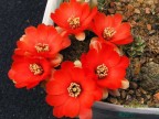 Rebutia huasiensis WR 313 