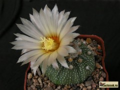 Astrophytum asterias 