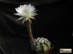 Echinopsis riviere-de-caraltii WR613a      