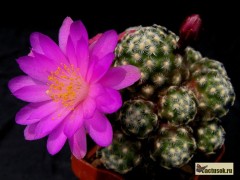 Mammillaria haudeana