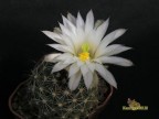 Mammillaria wrightii v. wolfii Lau1042 Cuauhtemoc CHIH.