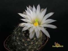 Mammillaria wrightii v. wolfii Lau1042 Cuauhtemoc CHIH.