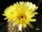 Notocactus  sp.