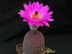 Echinocereus rigidissimus rubrispinus L088