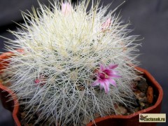 Mammillaria manana TL 877 Lago del Chapala Municipio Jal Mex