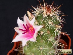 Mammillaria thornberii Organ Pine, Az