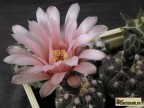 Gymnocalycium nataliae  aff. VG-709,  Concaran, San Luis, 667m,     