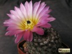 Notocactus  rutilans 