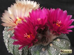 Astrophytum asterias 'Super Red'