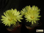 Parodia cardenasii 