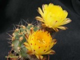 Купить кактус Acanthocalycium