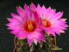 Thelocactus bicolor RUS-512, Ejido El Amparo, Coah