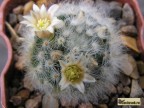 Mammillaria albicoma