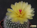 Notocactus  scopa v. marchersii 