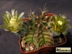 Gymnocalycium mihanovichii v.filadelfiense WO 77