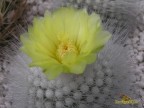 Notocactus  rudibuenekeri