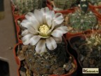 Gymnocalycium stellatum v. obductum VG-549,  Lucio V. Masilla, Cordoba, 187m