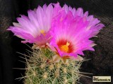 Купить семена Thelocactus