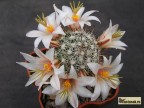 Mammillaria louisae Rep 250 El Rosario BC VK