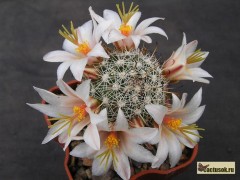 Mammillaria louisae Rep 250 El Rosario BC VK