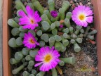 Frithia pulchra