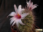 Mammillaria fraileana Cape