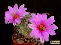 Mammillaria boolii