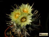 Купить семена Turbinicarpus