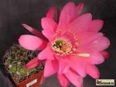 Echinopsis carmineoflora Cochabamba - bílorůž.květ