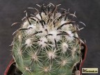 Coryphantha kracikii, Durango, Buen Dia RUS-026