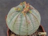 Купить суккулент Euphorbia