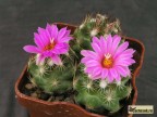 Coryphantha hesterii SB430