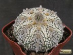 Astrophytum  asterias 'SUPERKABUTO' 