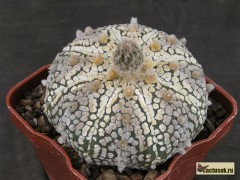 Astrophytum   asterias 'SUPERKABUTO' 