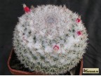 Mammillaria albata Rep SLP - zcela bílá 