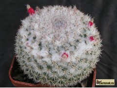 Mammillaria albata Rep SLP - zcela bílá 