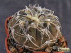   Gymnocalycium spegazzinii v.horizonthalonium Cachabamba 