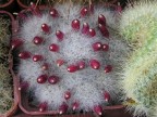 Mammillaria glassii  L1339, Jame, Coah, 3000m, Bvi