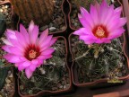 Thelocactus bicolor v. commodus  RUS 578, Montemorelos, NL