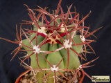 Купить кактус Ferocactus