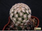 Mammillaria roemeri Zac.