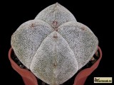 Купить семена Astrophytum