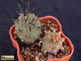 Купить семена Tephrocactus