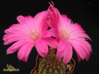 Lobivia winteriana - Bl. gross, pink mit weisser Mitte