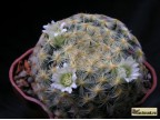 Mammillaria schiedeana v.plumosa Puente Dias 